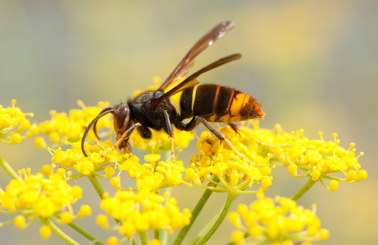 Vespa Velutina