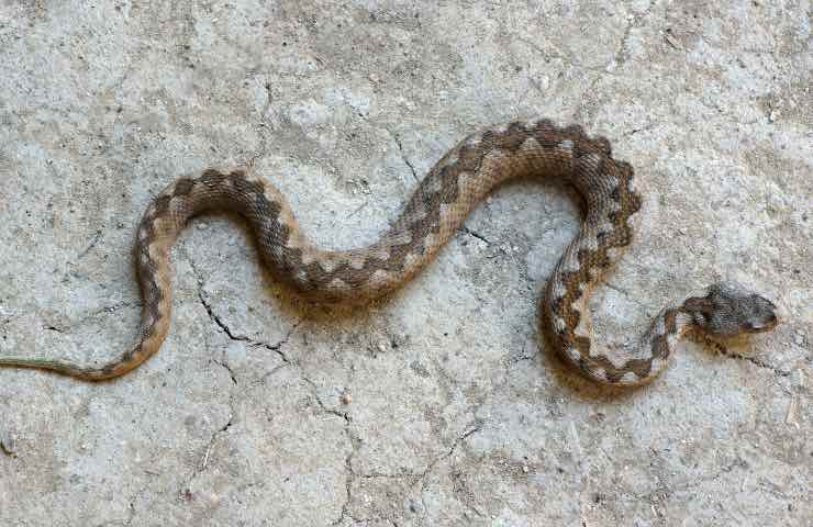 Vipera