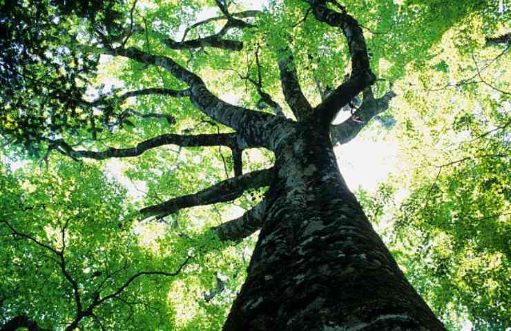 Gli alberi antichi hanno un ruolo preciso