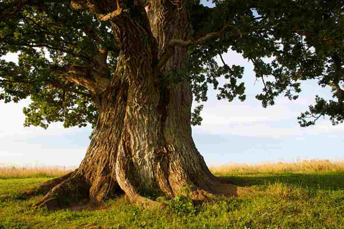 alberi ultracentenari