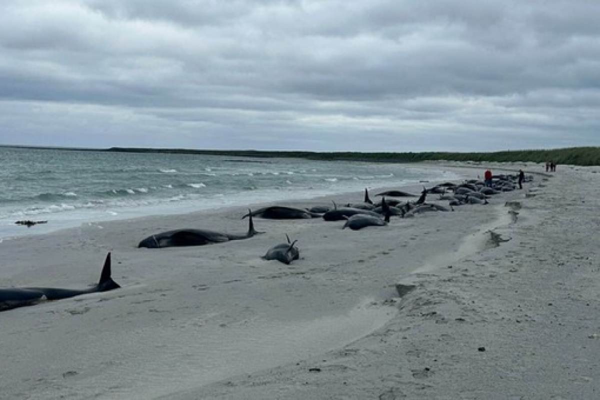77 balene spiaggiate a riva