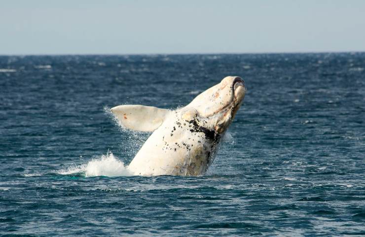 77 balene spiaggiate a riva