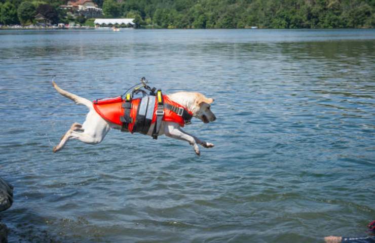 La sicurezza in mare viene affidata ai cani bagnini