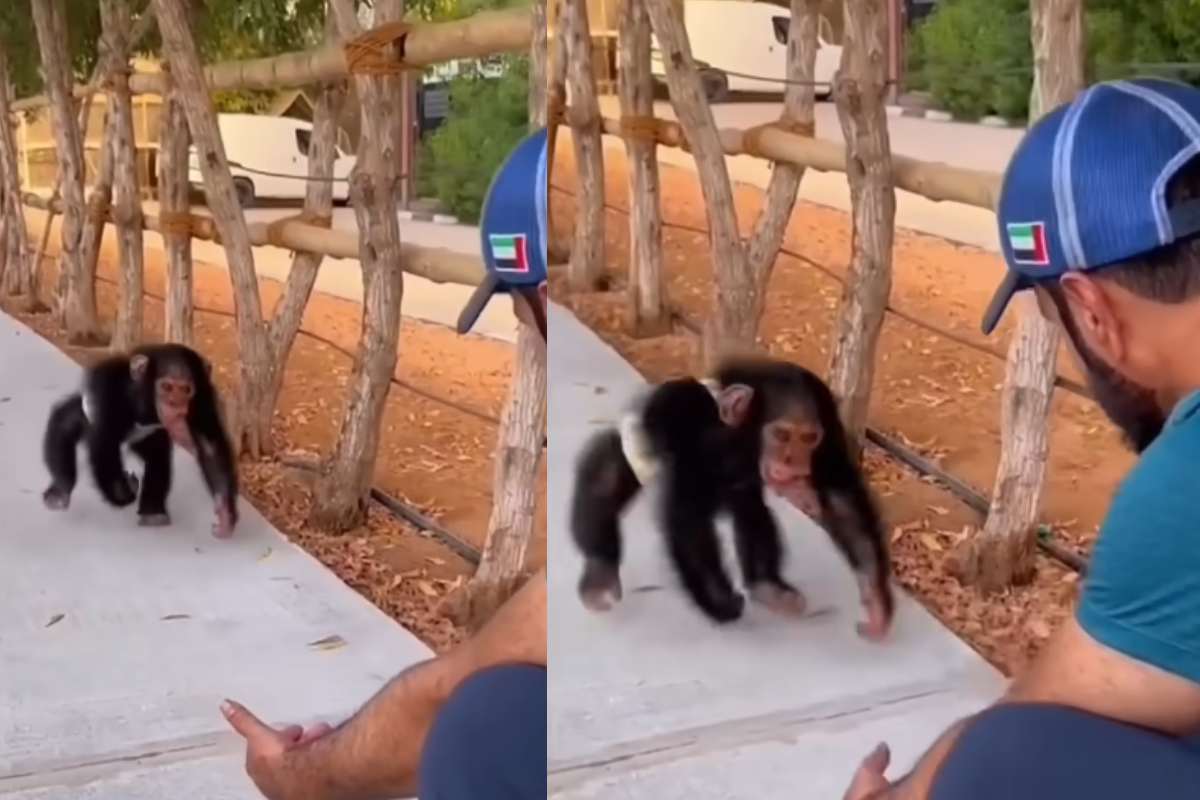 collage scimpanze