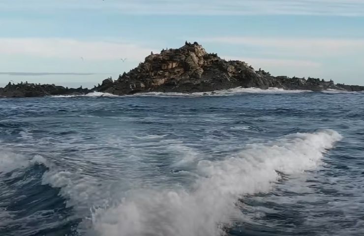 Una creatura marina sotto la barca