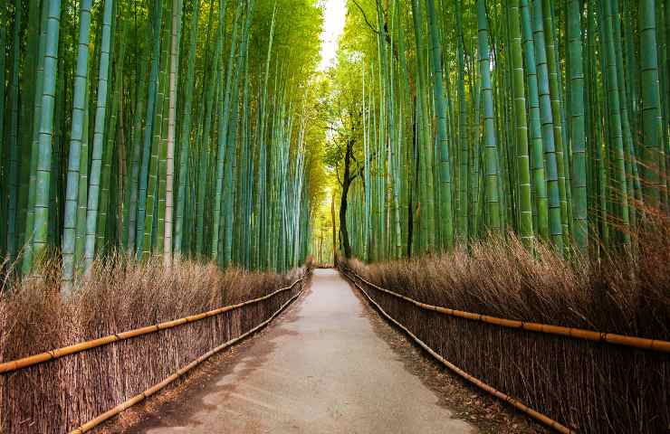 La foresta di bambù