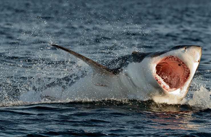 Il paese con più attacchi squalo