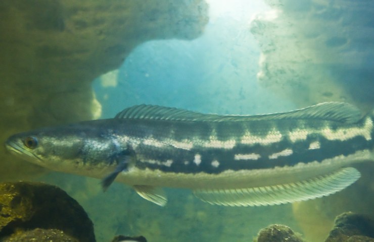 Il pesce serpente