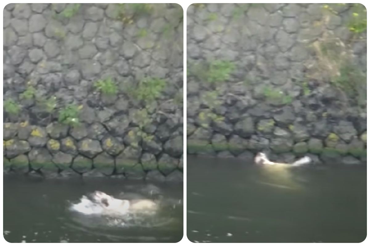 salvataggio di un cane in acqua