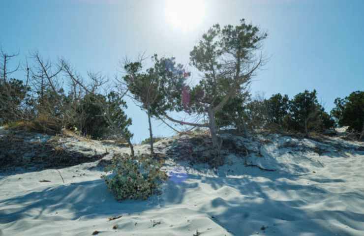 la sabbia si fonde con le dune e la vegetazione 