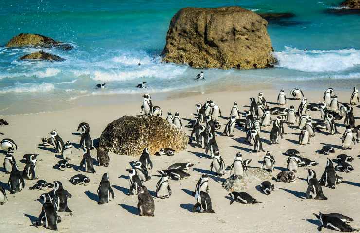 La spiaggia con pinguini