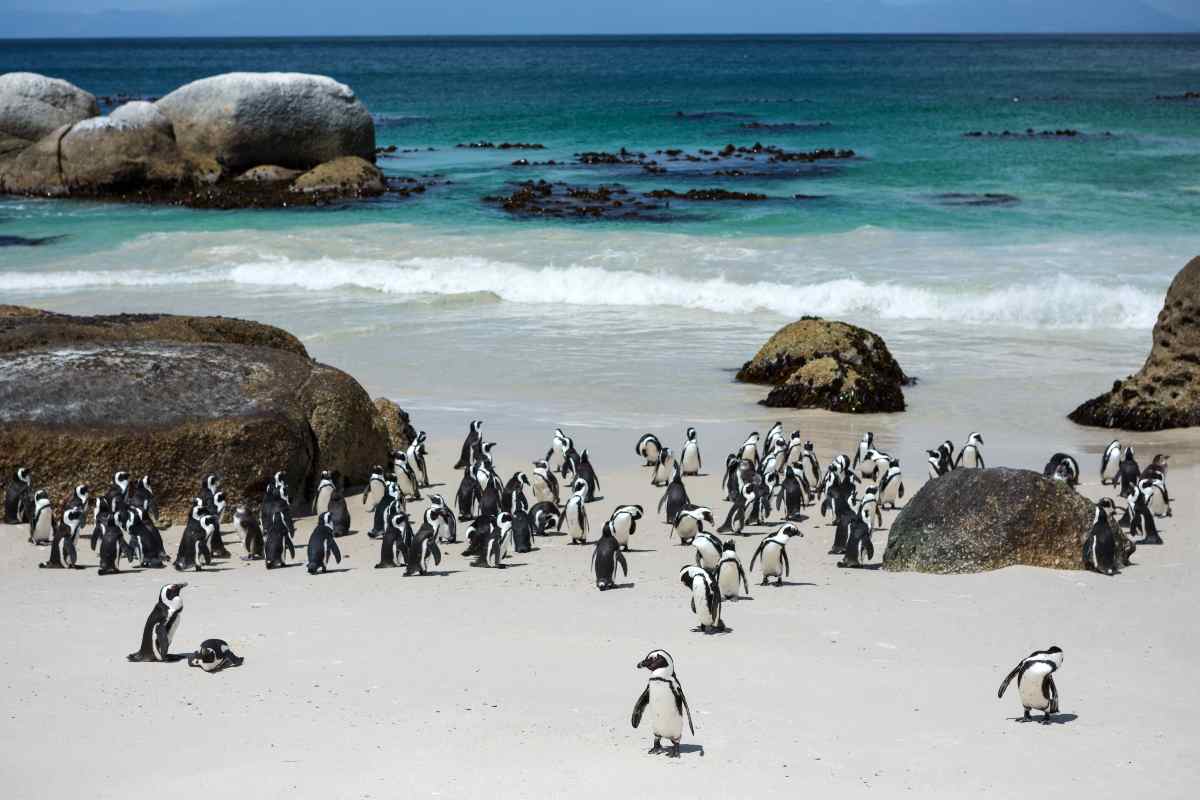 La spiaggia con pinguini