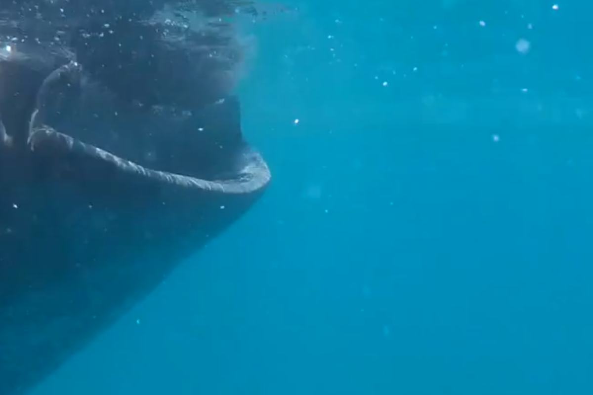 squalo balena mare