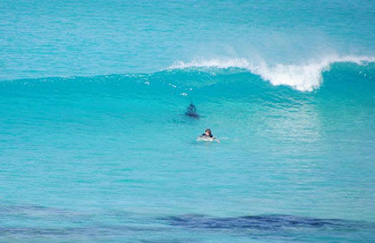 squalo surfista mare