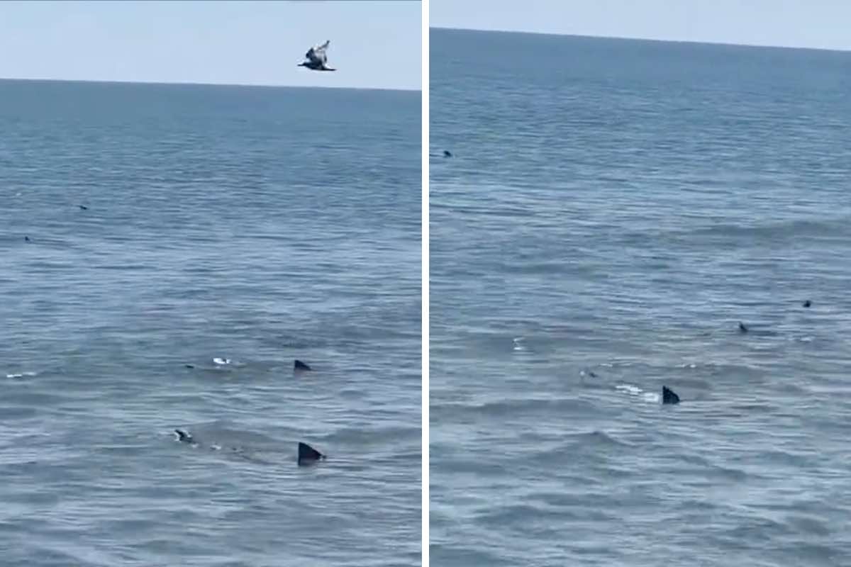 Avvistamento a Ostia Lido