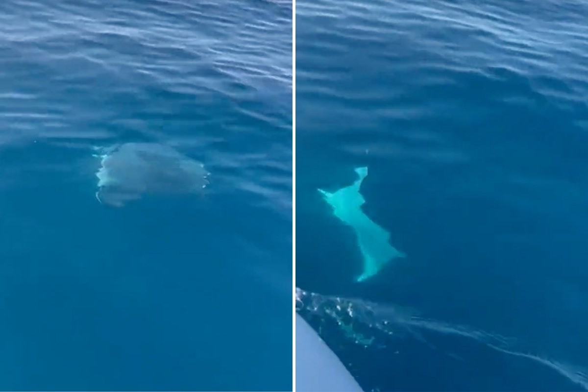 Avvistata al largo di Capri