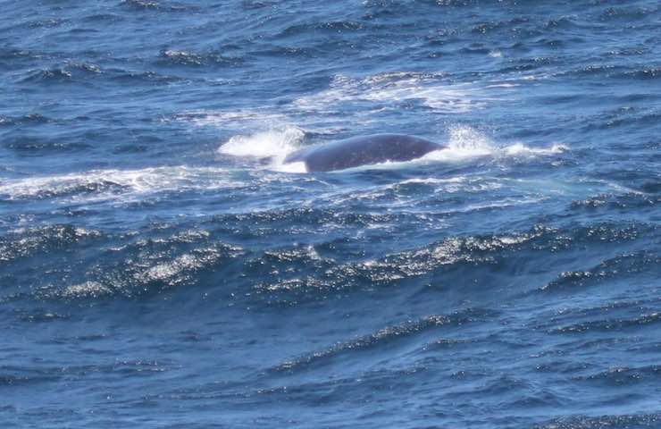 Balena Franca del Pacifico