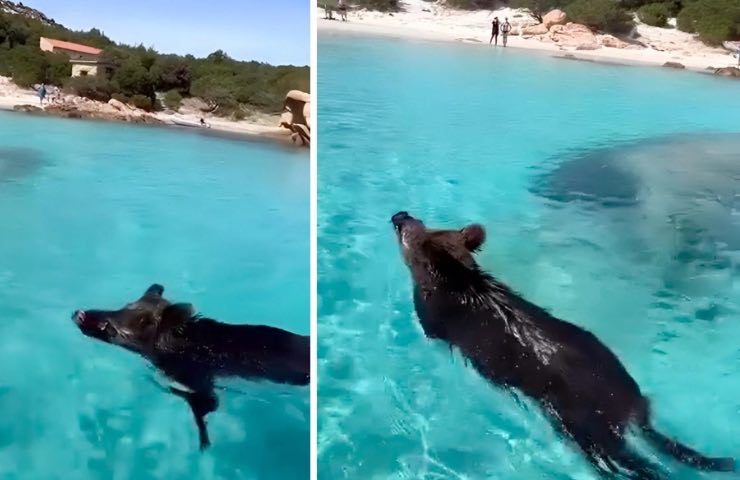 Cinghiale in acqua