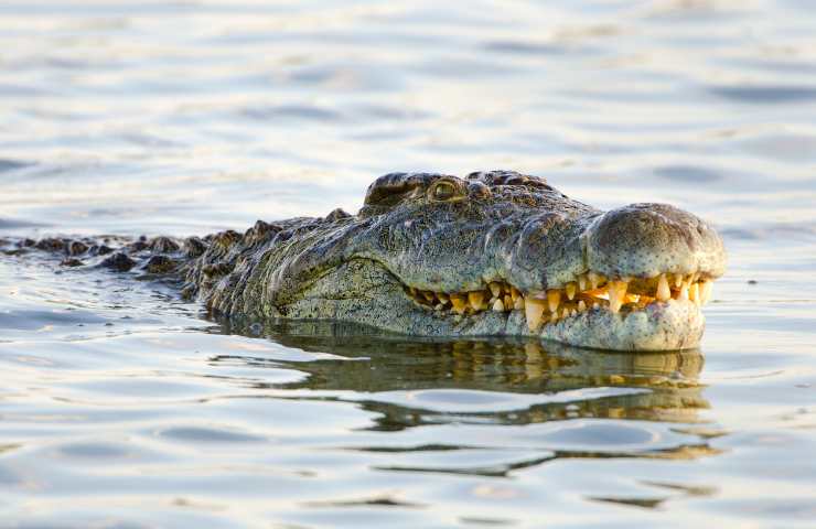 Coccodrillo in acqua