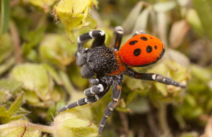 Esemplare di ragno coccinella