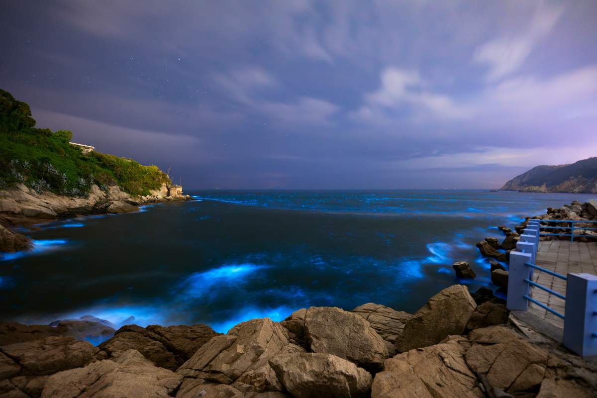 Fluorescenza delle alghe di notte