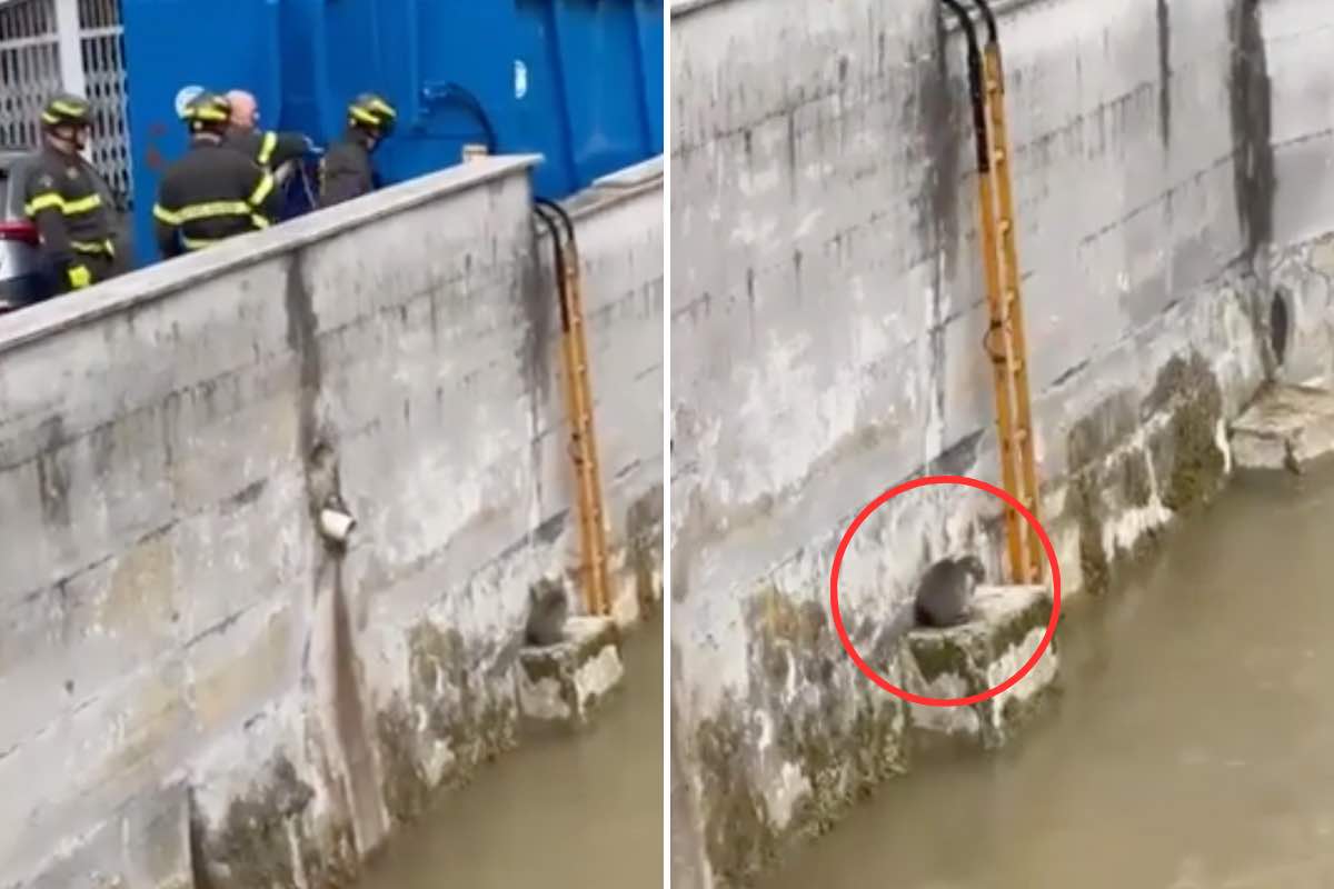 Il gattino resta bloccato sul fiume