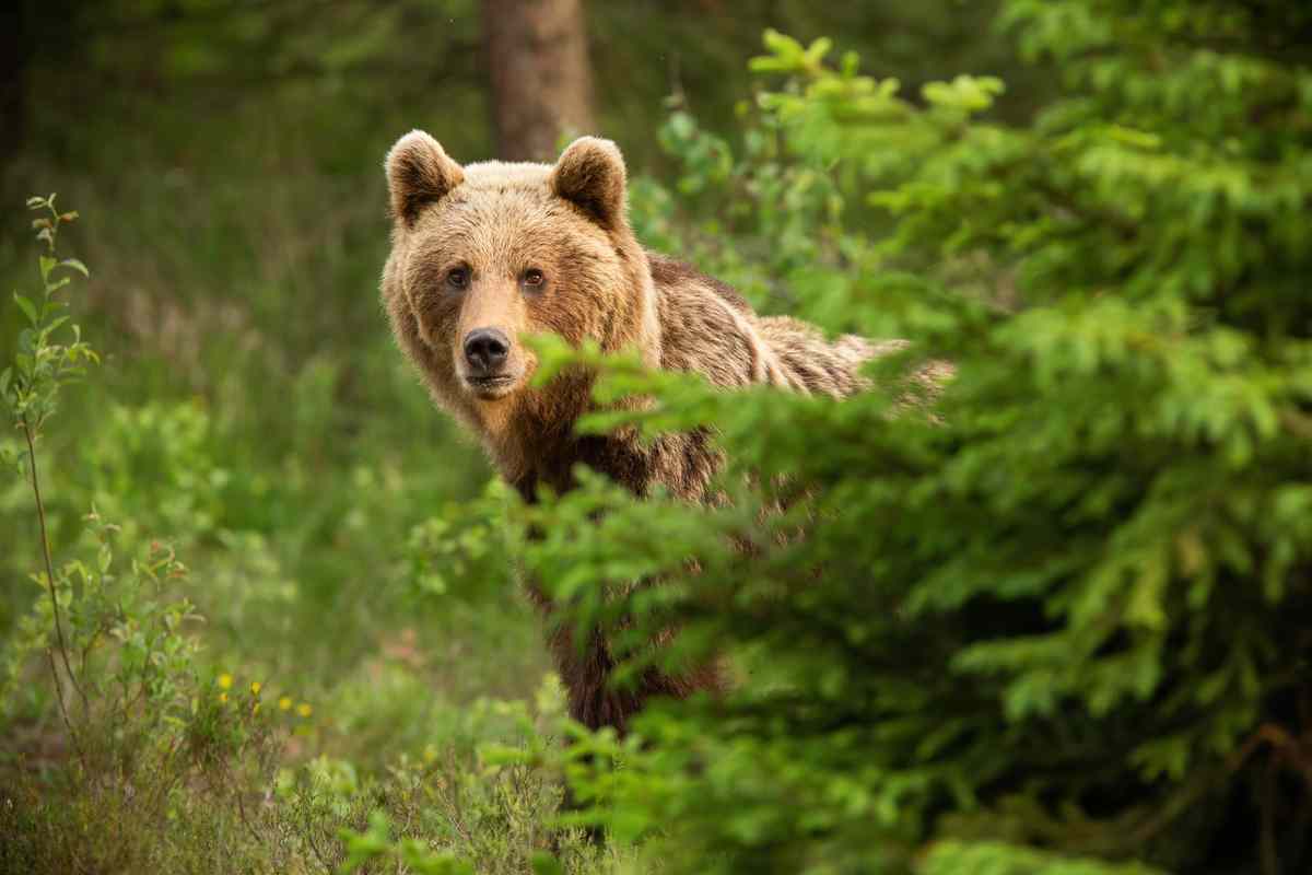 Incontri con l'orso nel bosco