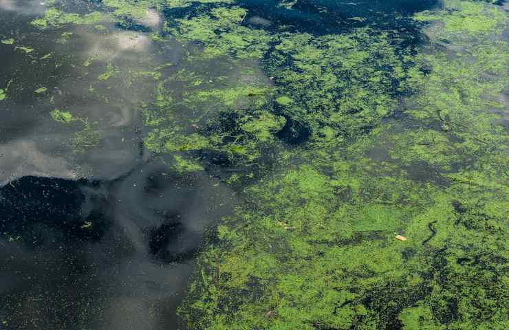 L'alga pyramimonas colora di verde le acque del Tirreno