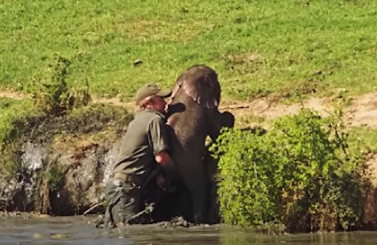 L'uomo salva un cucciolo di elefante