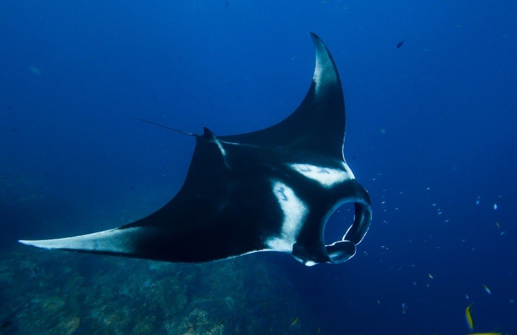 Manta Mediterranea