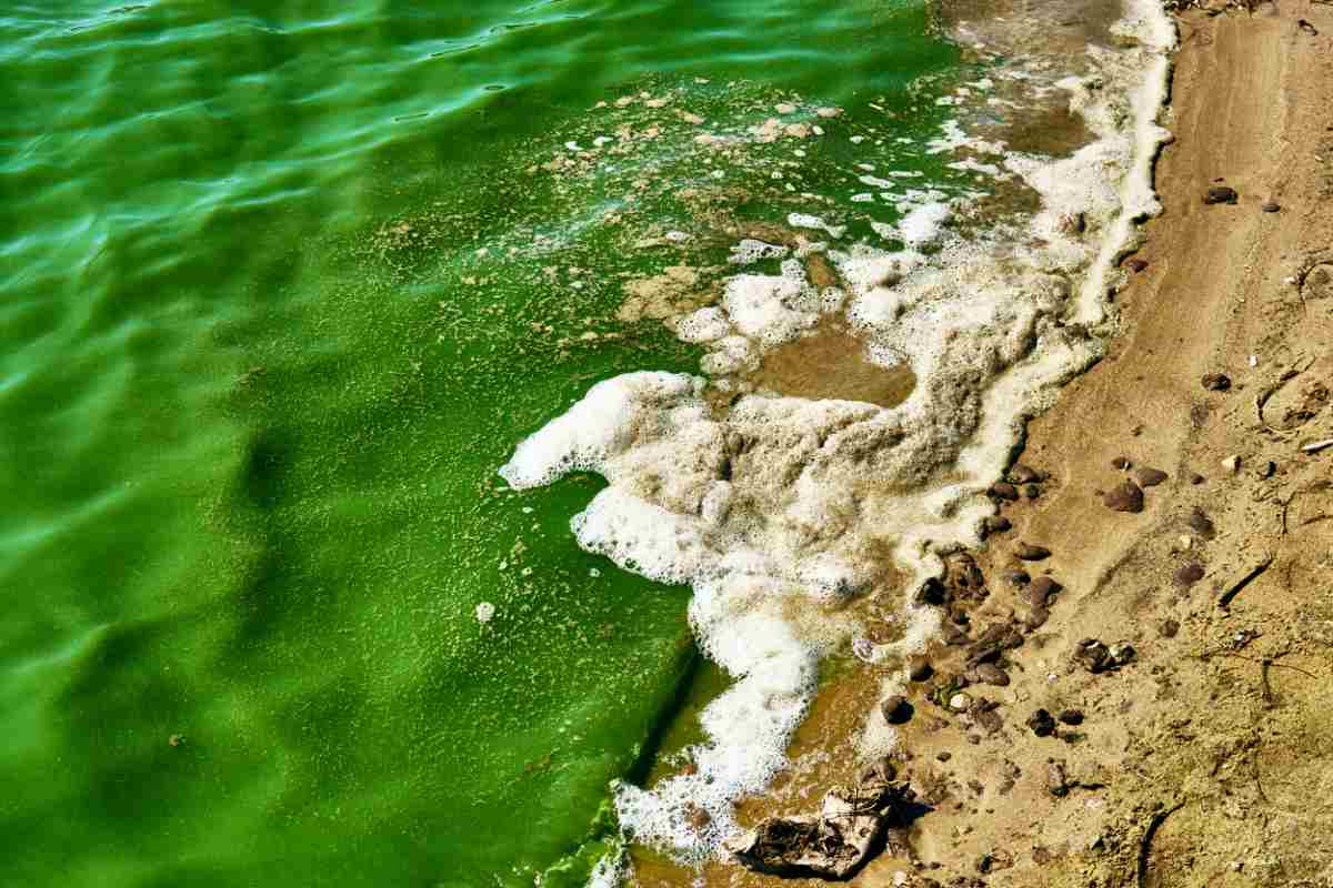 Mare con acque verdi