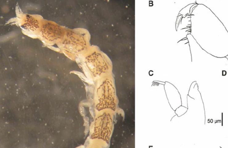 Mesanthura romulea