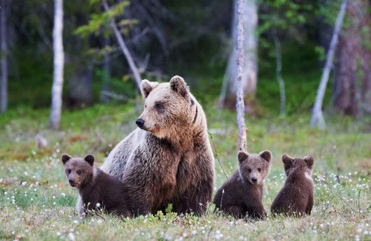 Mamma orso e i cuccioli