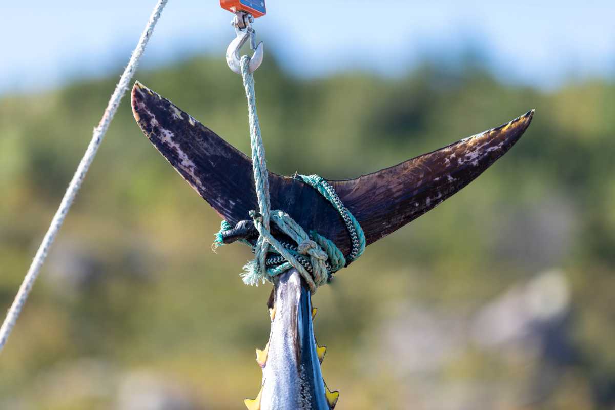 Pesce gigante