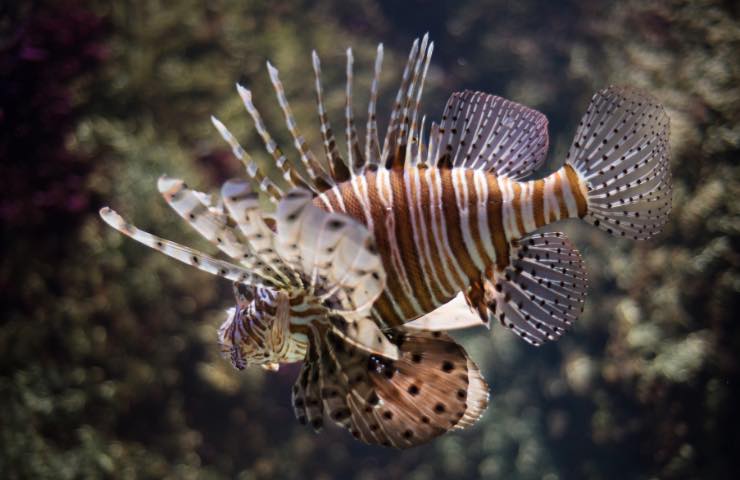 Pesce scorpione