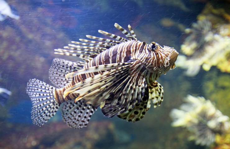 Pesce scorpione