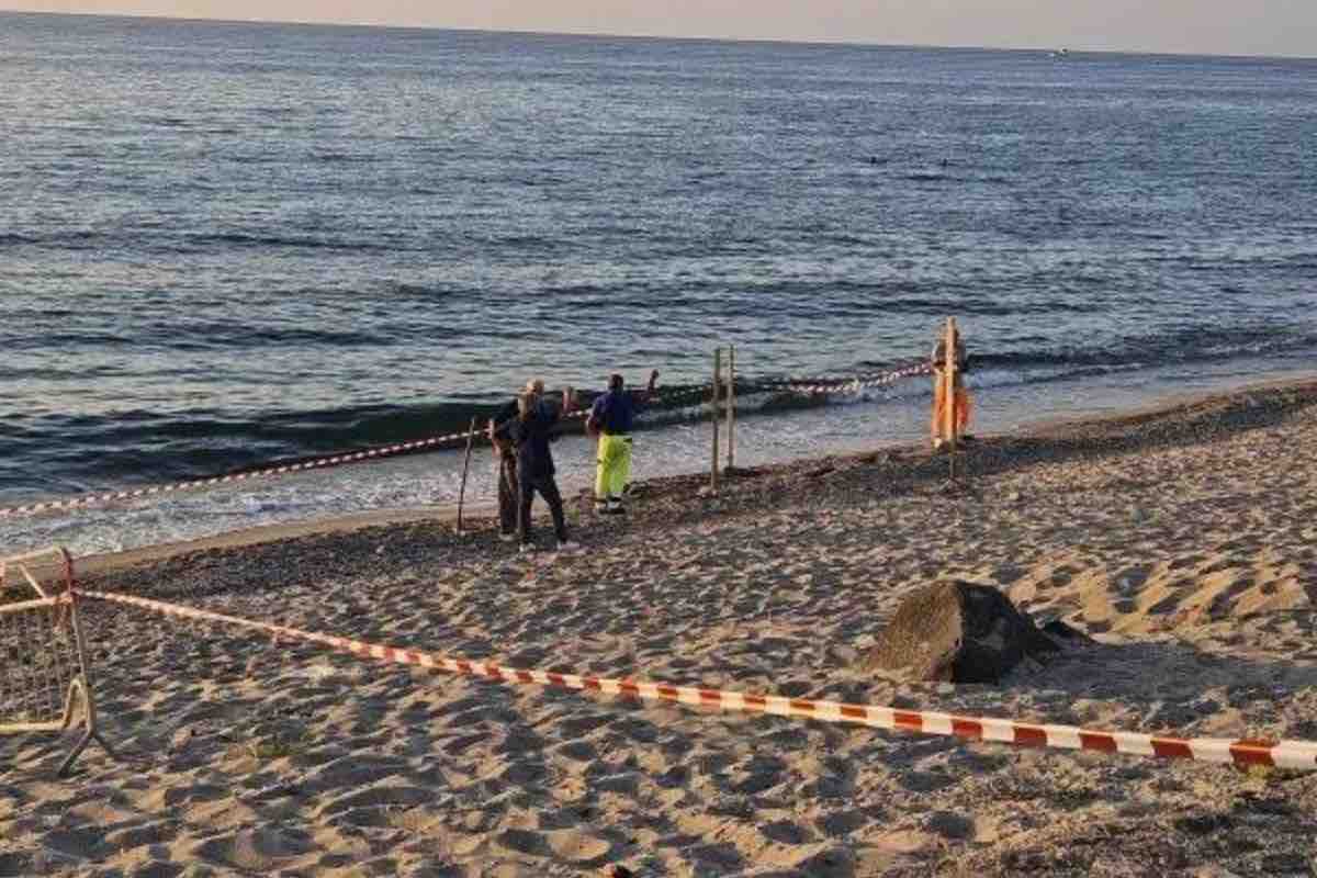 Rinvenuto sulla spiaggia