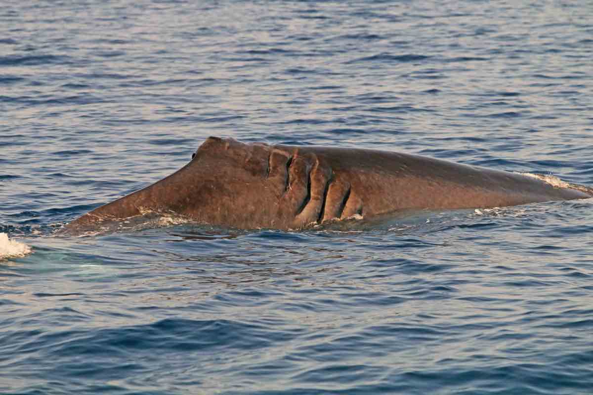 Santuario Pelagos