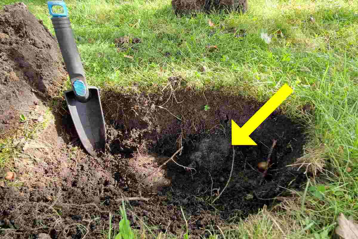 Scoperta nel giardino di casa