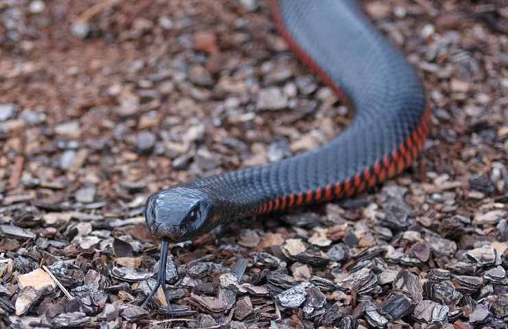 Serpente nero dal ventre rosso 