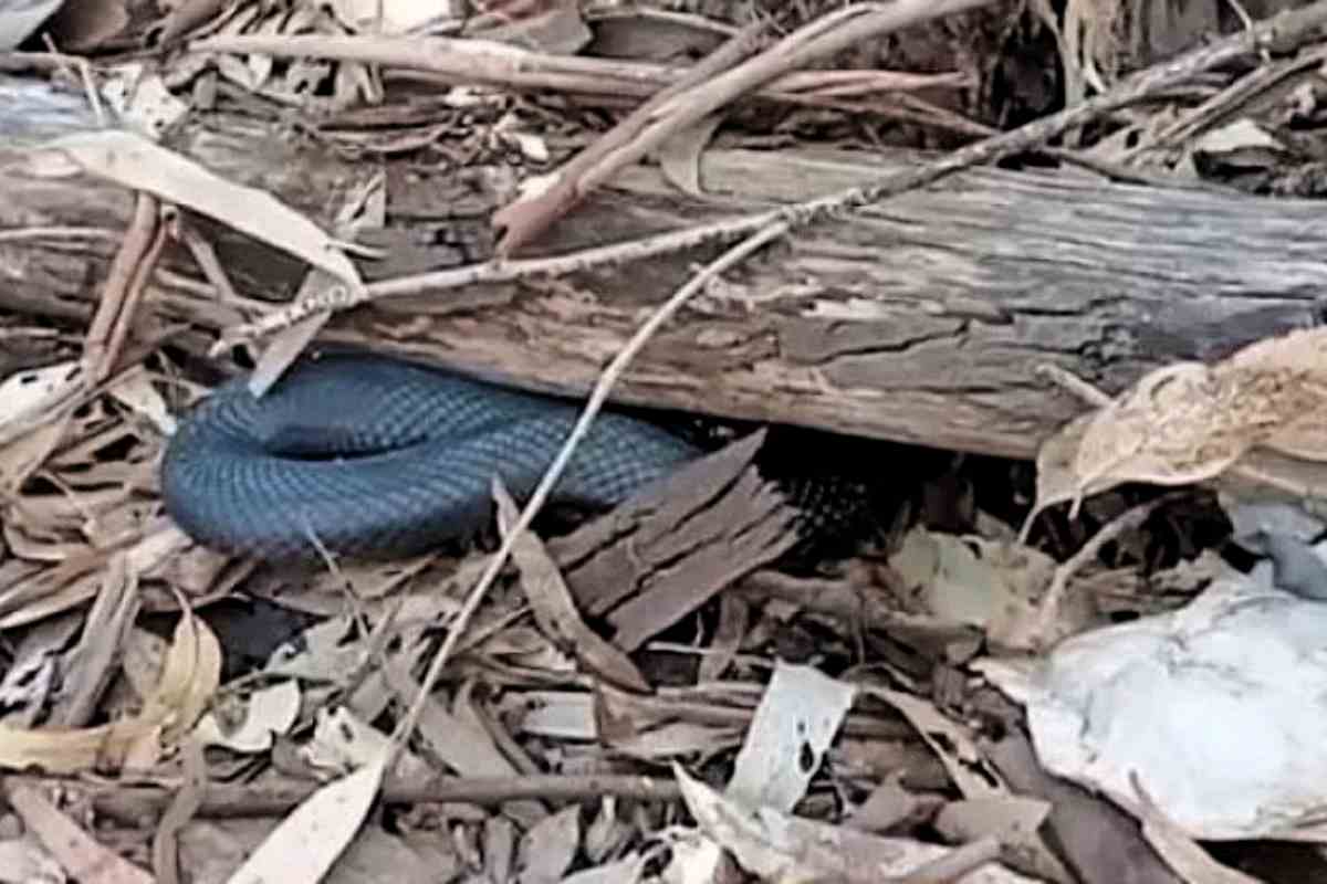 Serpente scambiato per tubo