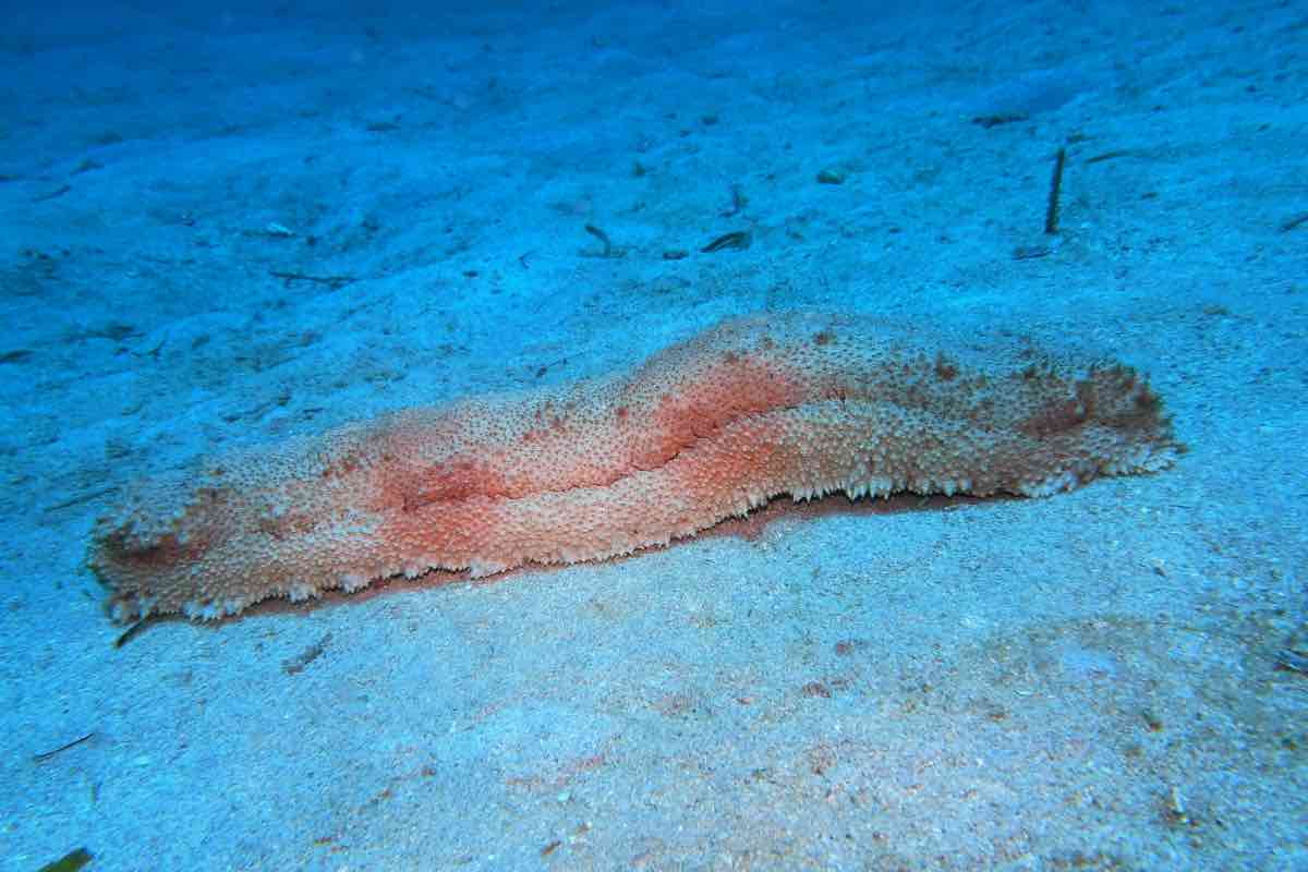 Strano pesce a Fano