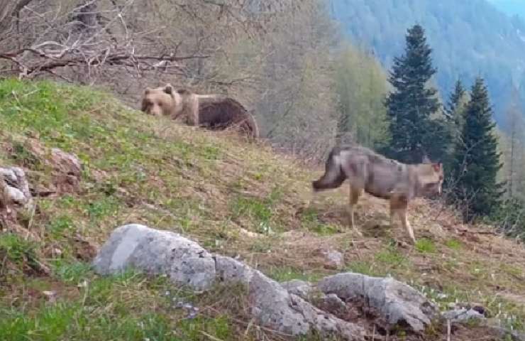 Un lupo incontra orso