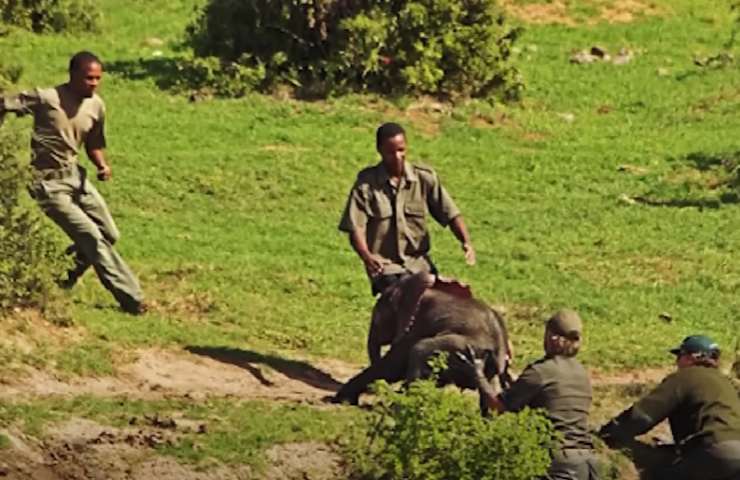 L'uomo salva un cucciolo di elefante