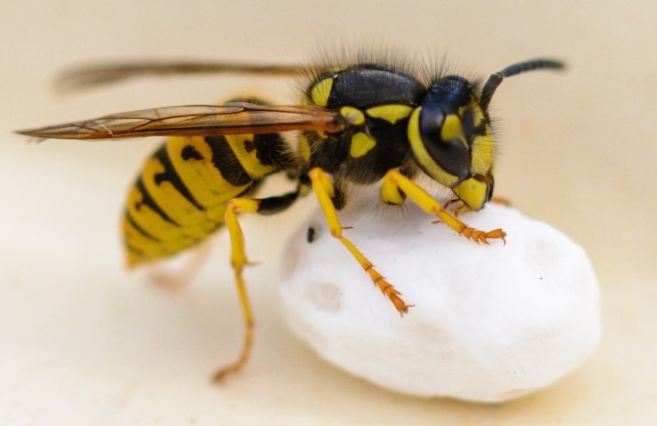 Vespa crabro