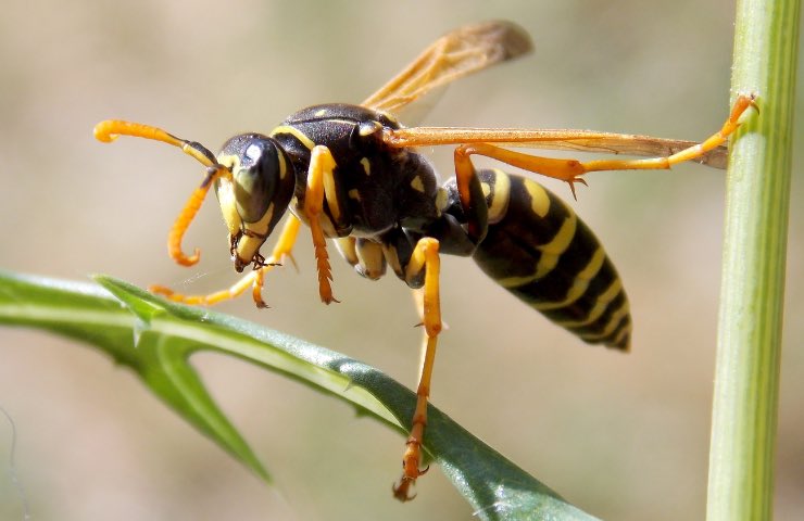 Vespa crabro