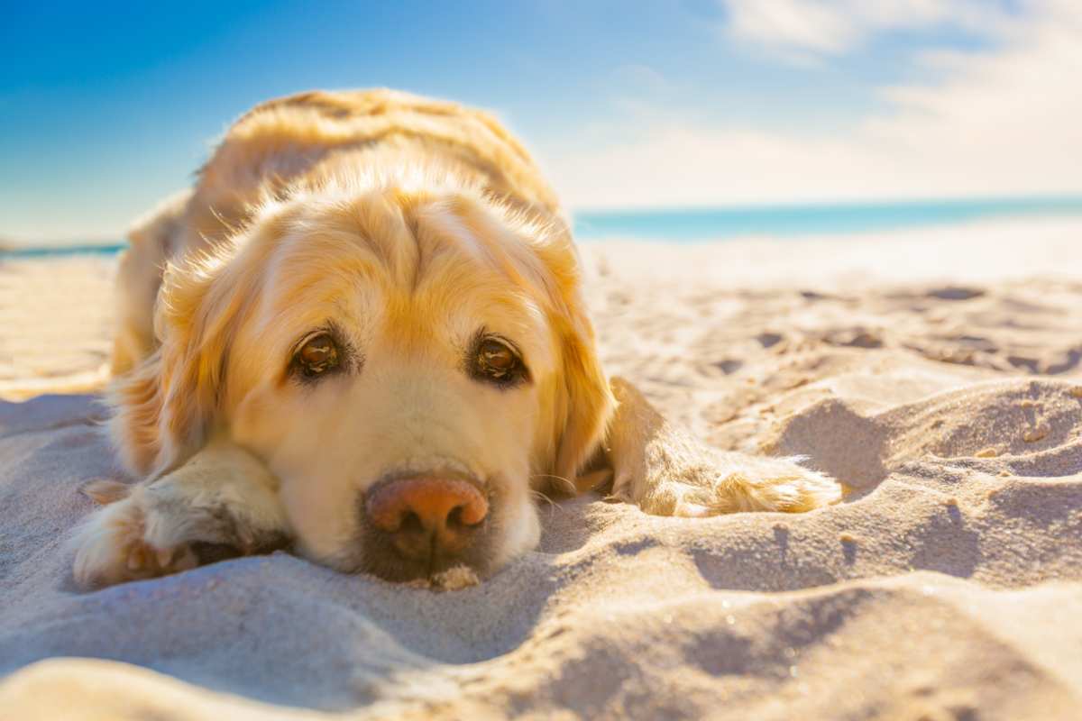 cane spiaggia