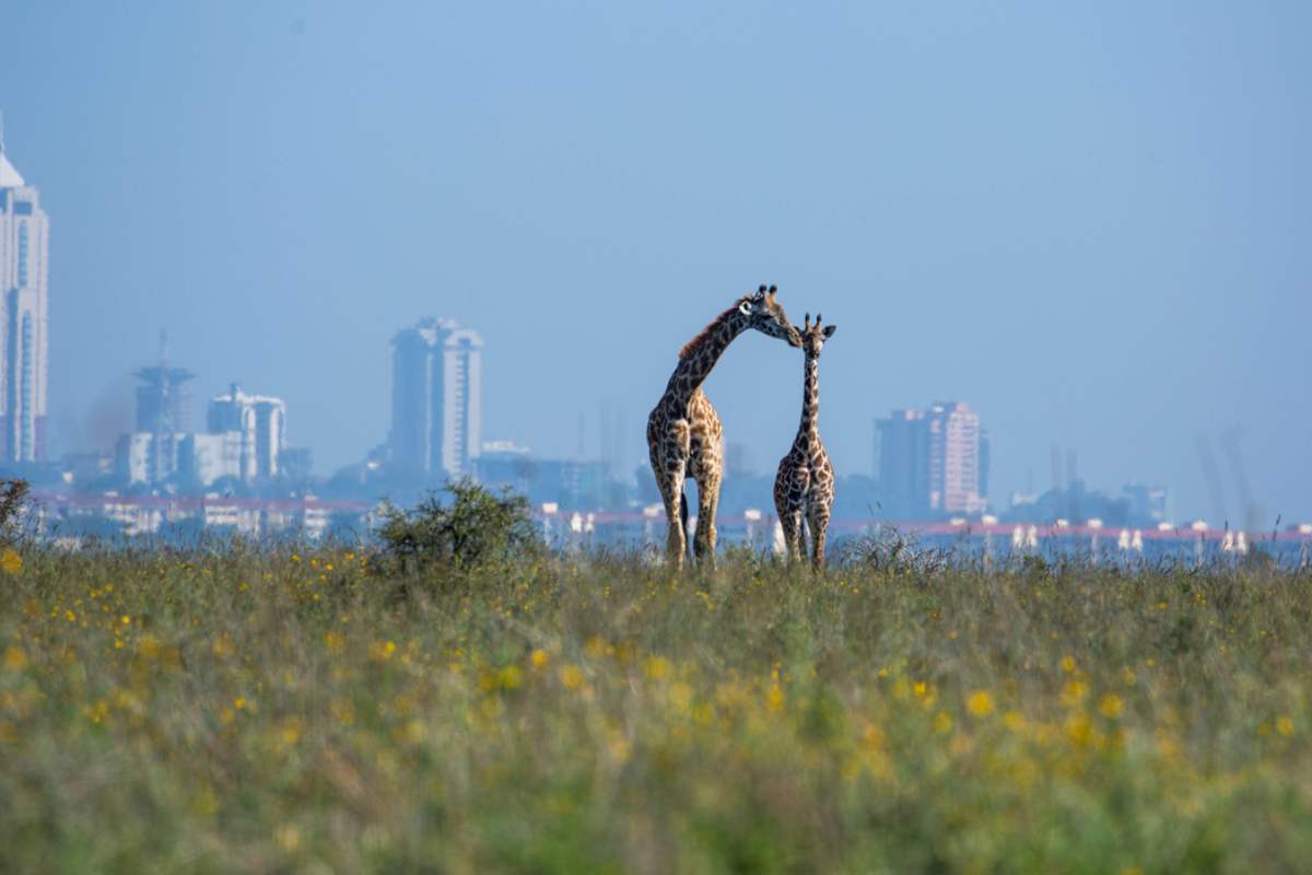 giraffe nairobi