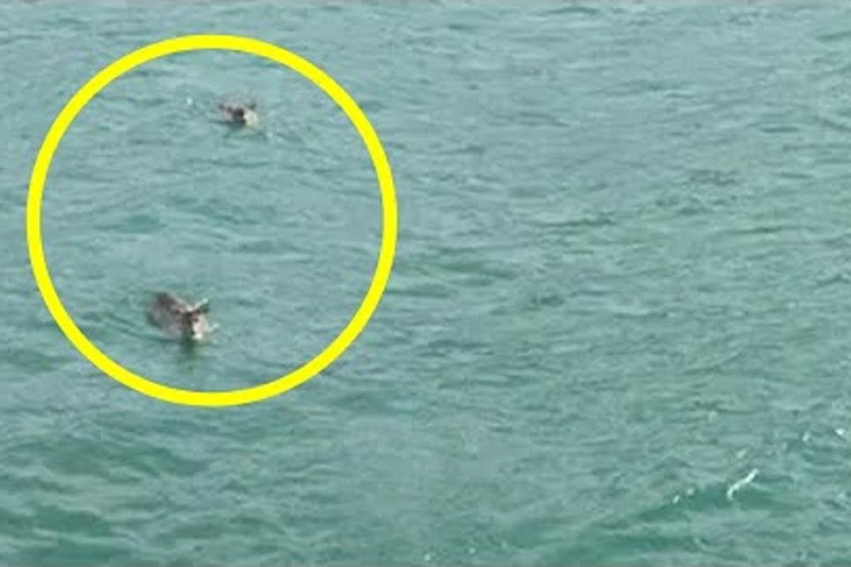 È un'incredibile scoperta in mare