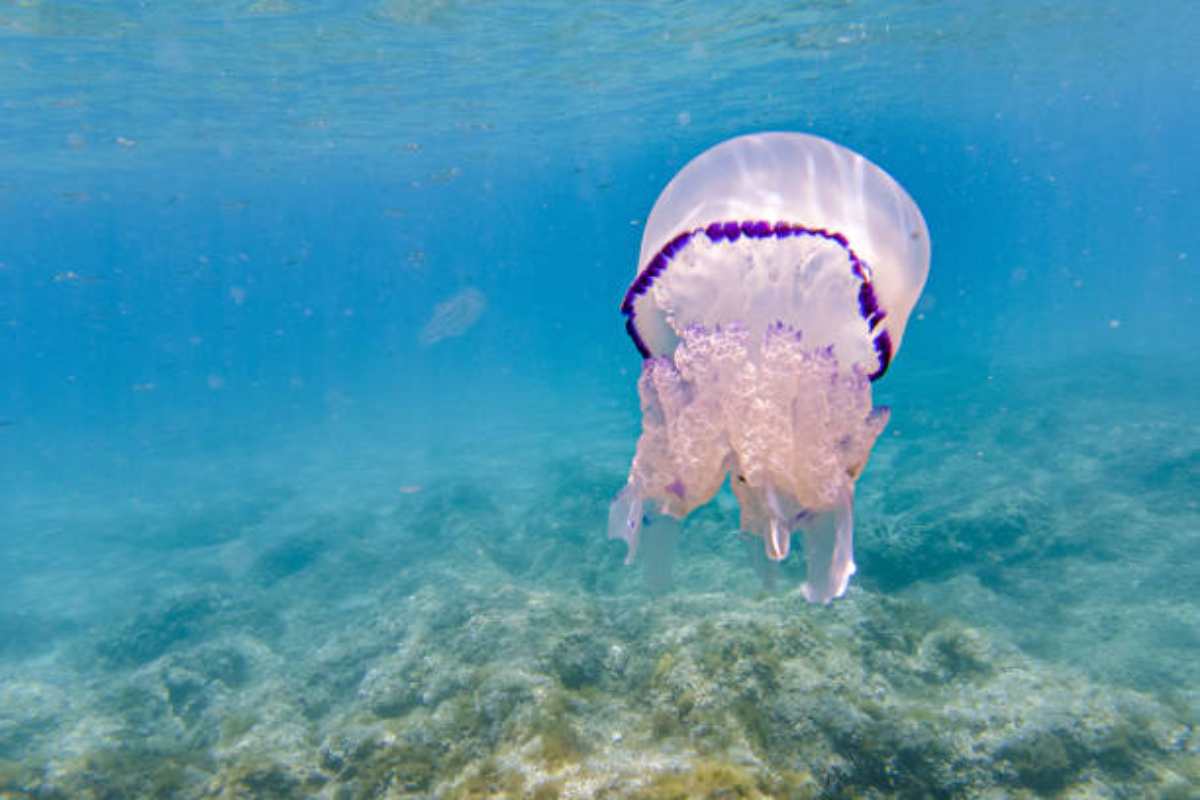 invasione di meduse, nasce il medusometro